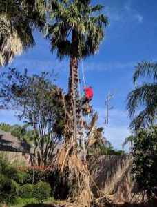 Palm Tree Removal Perth